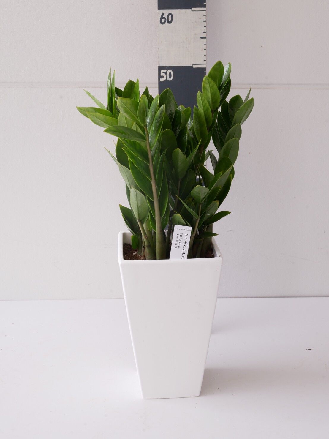 ザミオクルカス ザミーフォリア 6号 モダンな姿 育てやすい 観葉植物