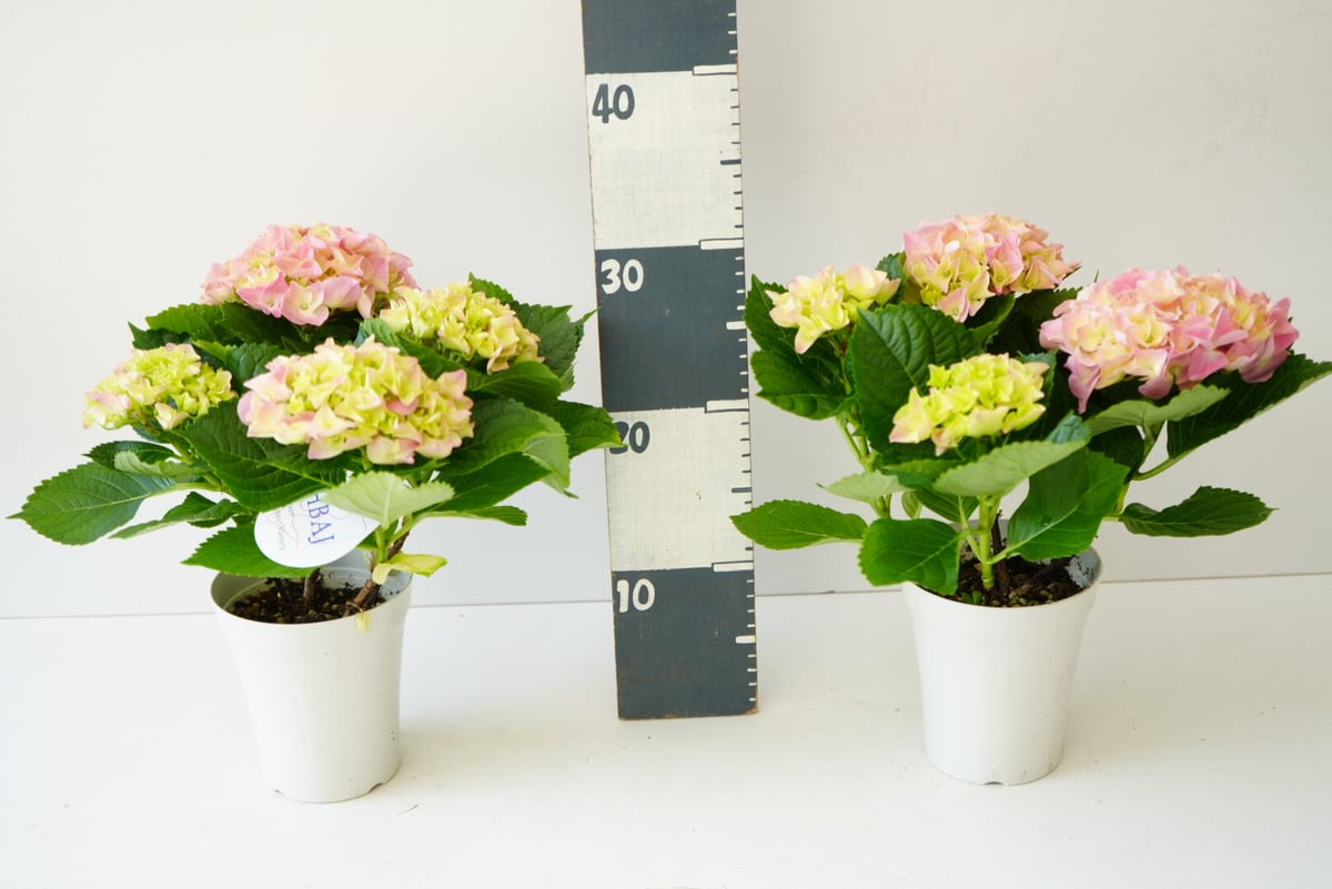 紫陽花 アーリー ピンク 4号 母の日 ギフト お祝い 来年も開花