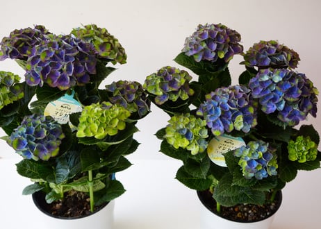 紫陽花 ハイドランジア マジカル レッドアメジスト 5号 秋色紫陽花 母の日 贈り物
