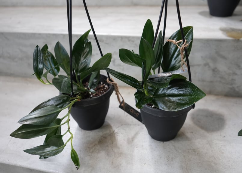 【極上斑】スキンダプサス　ユパ 極上斑】スキンダプサス ユパ Satin Pothos スキンダプサス