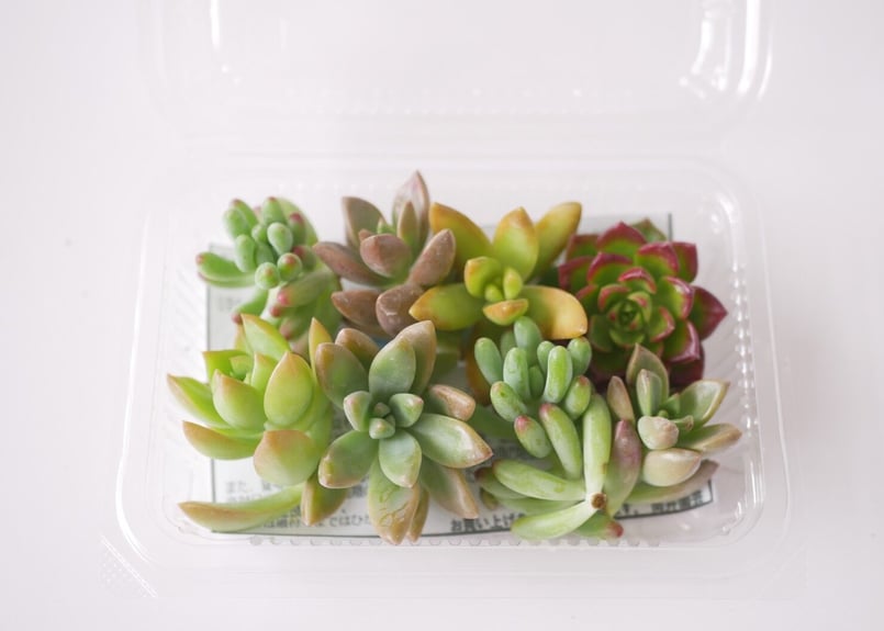 多肉植物　セダム　寄せ植え用　詰め合わせ　カット苗　ランダムパック 専用 楽天市場】多肉植物 寄せ植え 多肉植物 福袋 カット 苗 「12個