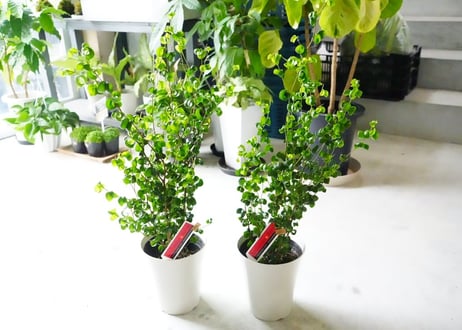 ベンジャミン バロック 5号 くるくる葉が可愛い 観葉植物 人気のインテリアプランツ