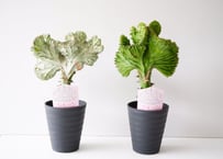 エケベリア ファンタスティック ファウンテン 4号 多肉植物