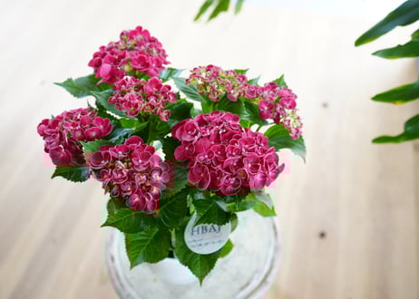 ピンクと白が美しい がく紫陽花 S クレイフラワー NO.A1-GPS