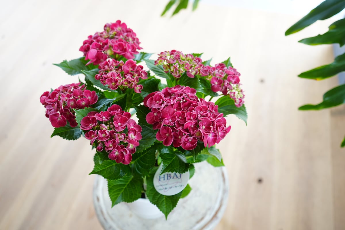 紫陽花 カーリーウーリー 5号 レッド 深みのあるレッド 母の日 贈り物