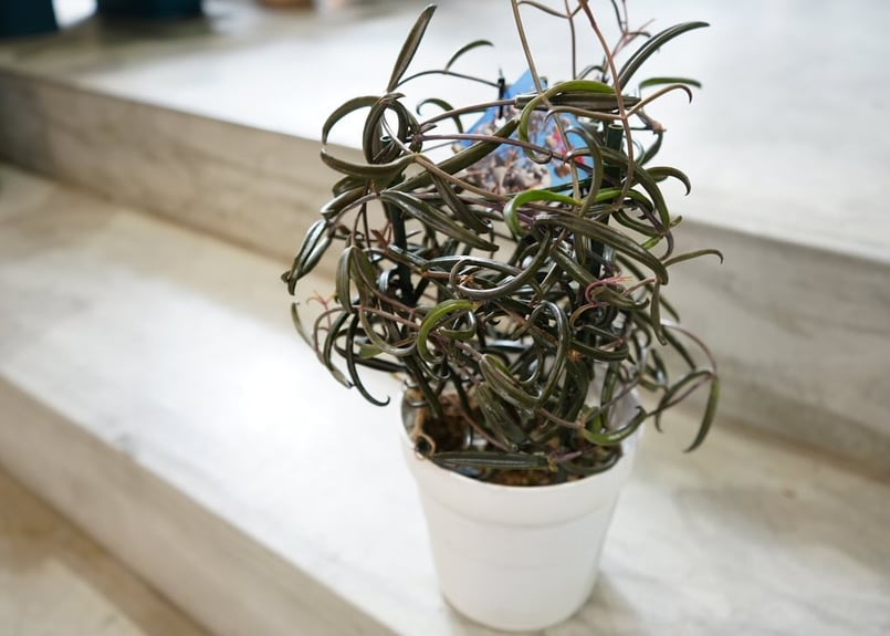 カランコエ 黒錦蝶 5号 多肉植物 黒い葉 クールでかっこいい