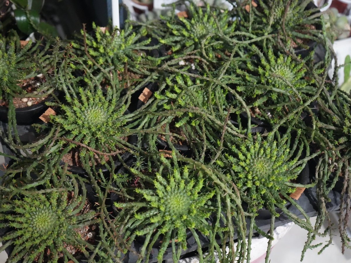 ユーフォルビア フラナガニー 孔雀丸 4号 たこもの 珍奇植物 ユーフォルビア フラナガニー 孔雀丸 4号 たこもの 珍奇植物