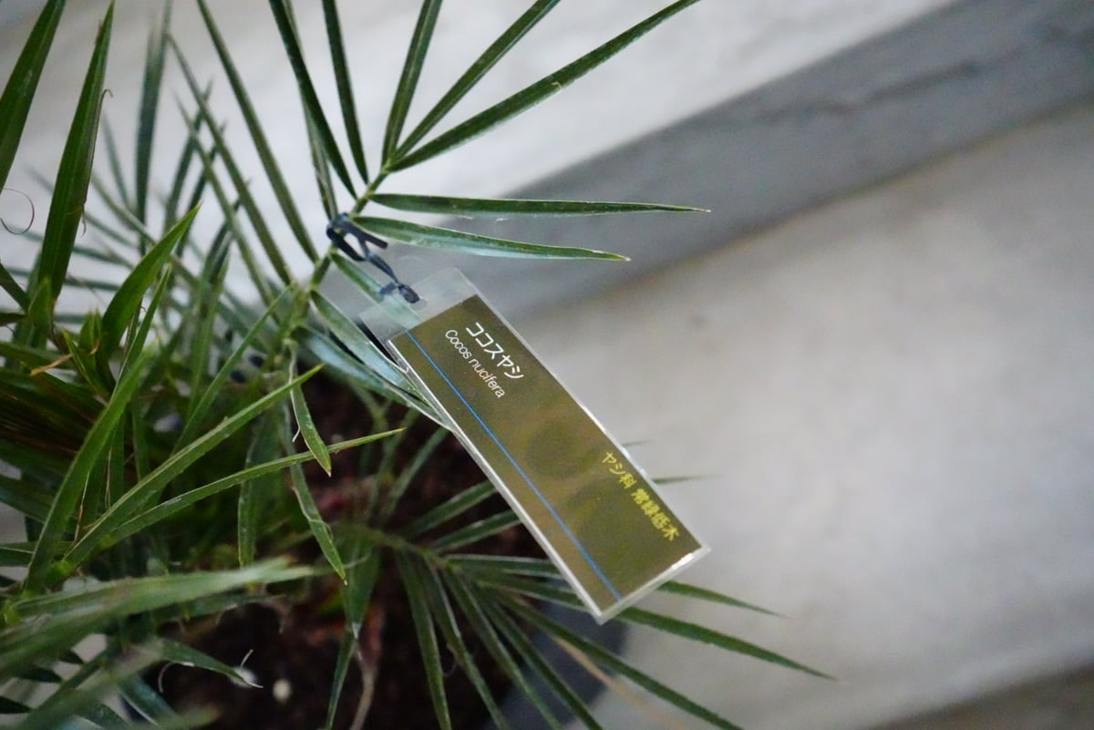 ココスヤシ ヤシ ドライガーデン 常緑低木 | インテリアグリーンと