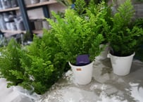 チャメロプス セリフェラ 8号 92cm チャメロプス セリフェラ 8号 かっこいいシルバーリーフ ヤシ ドライ