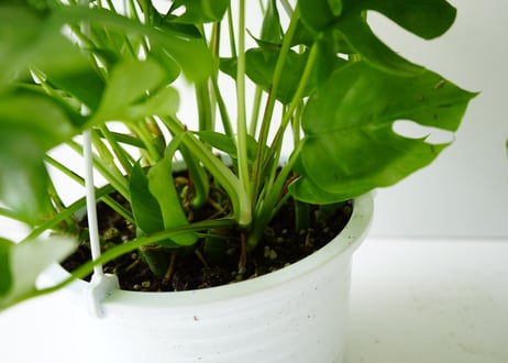 モンステラ アンダソニー ヒメモンステラ 6号吊り鉢 人気の観葉植物 半蔓性 ボタニカル