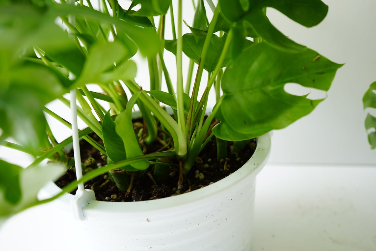 ヒメモンステラ吊り下げ式観葉植物一点物 ヒメモンステラ吊り