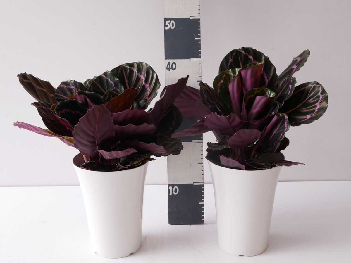 カラテア ロゼオピクタ ドッティー 6号 個性的な模様 観葉植物 ピンク