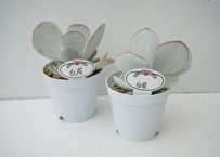 【希少多肉植物】白眉（はくび）3.5号｜白粉をまとった美しい葉姿｜上品なロゼットが魅力｜ﾀﾆｸｾｯﾄ 多肉植物 白眉 3.5号