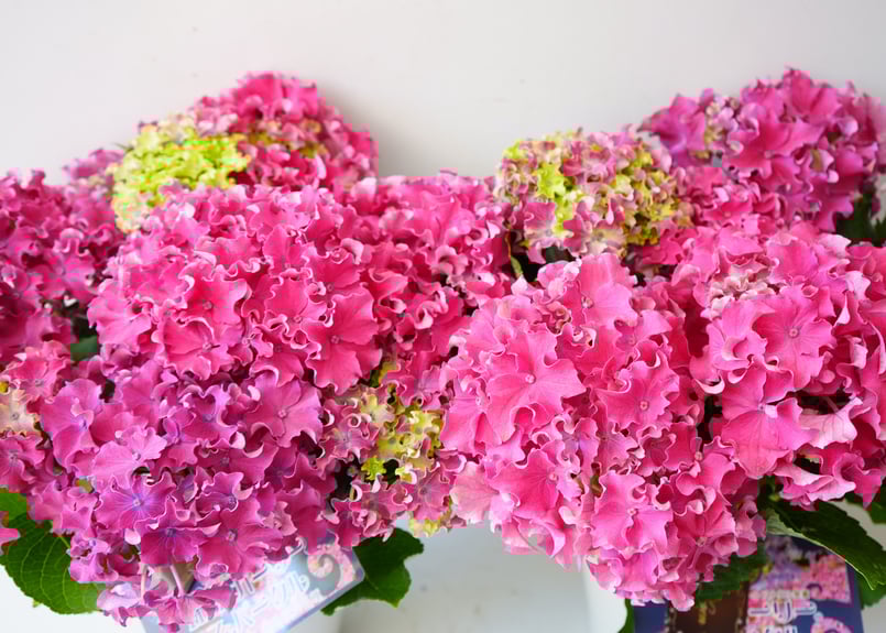 紫陽花 カーリースパークル 5号 ピンク 西洋アジサイ 母の日 贈り物