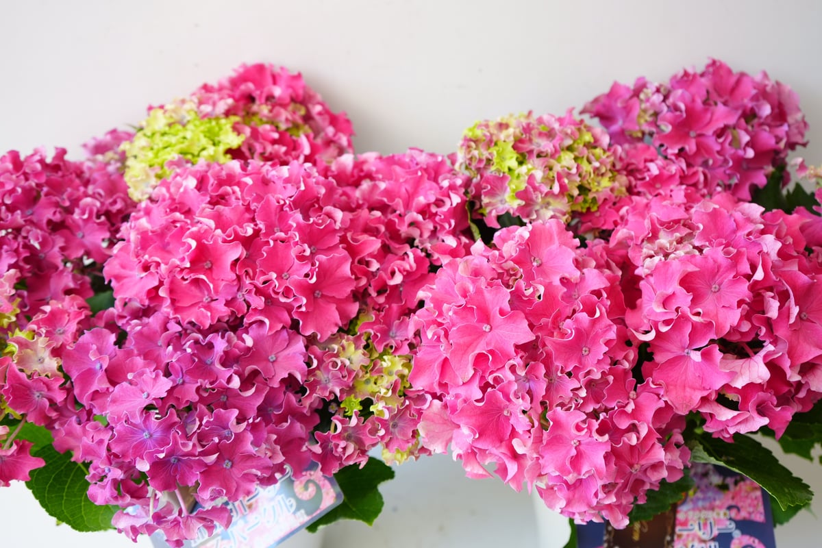 紫陽花 カーリースパークル 5号 ピンク 西洋アジサイ 母の日