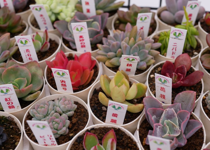 多肉植物 大きめ 緑と青の鉢*2 楽天市場】多肉植物トレーSサイズハーフ64個12種6～4個多肉