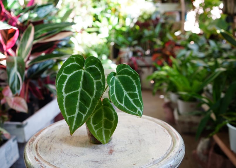 特価）アンスリウム クリスタリナム 2.5号 レア植物 モザイク様で