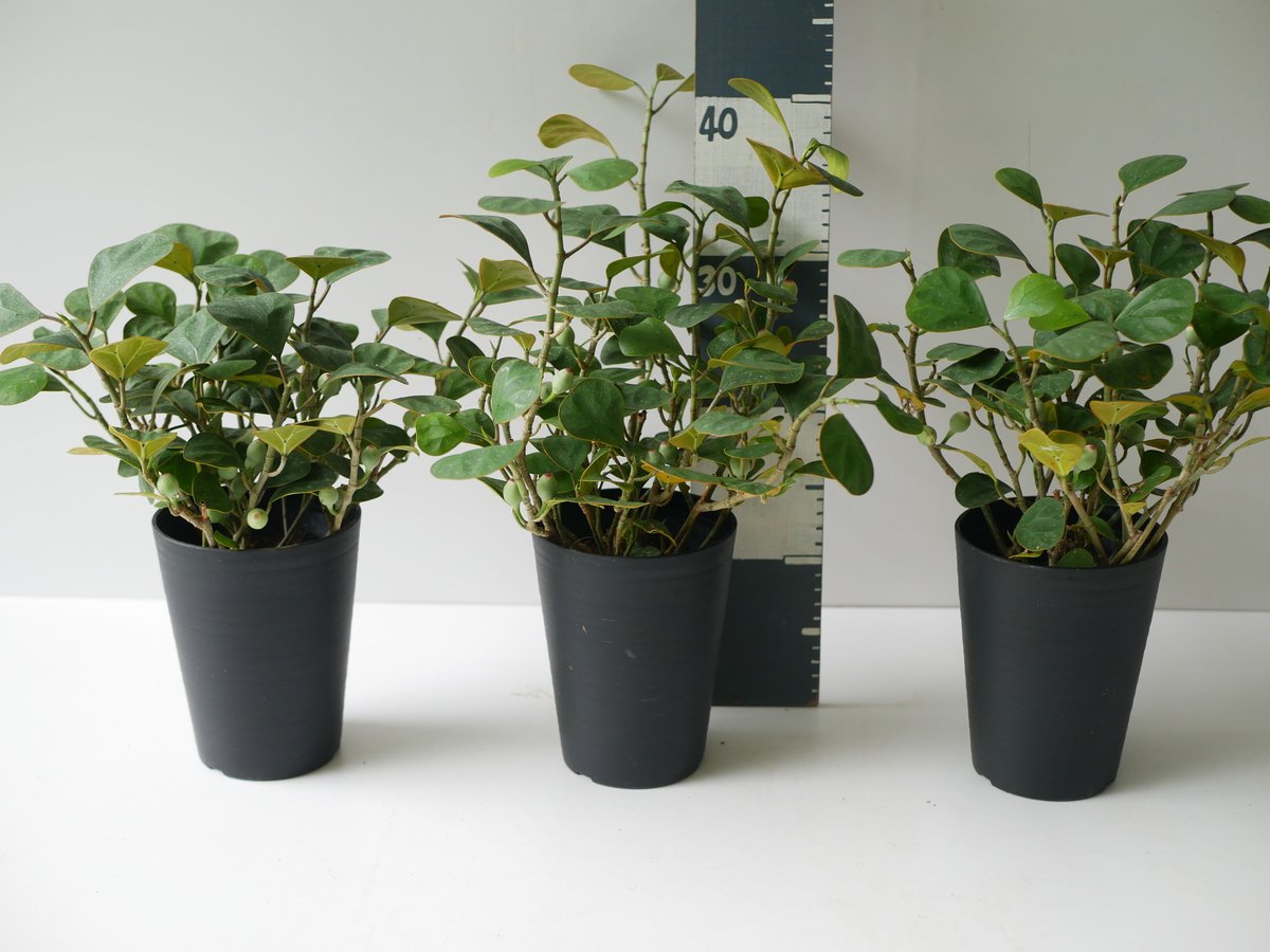 フィカス ゴールドコイン 小判菩提樹 size L フィカス：ゴールドコイン（コバンボダイジュ）じっくり仕立て 5号硬質ポット[小判菩提樹  フィカス・デルトイデア] フィカス：ゴールドコイン（ コバンボダイジュ）じっくり仕立て 5号硬質ポット[小判菩提樹 フィカス ...