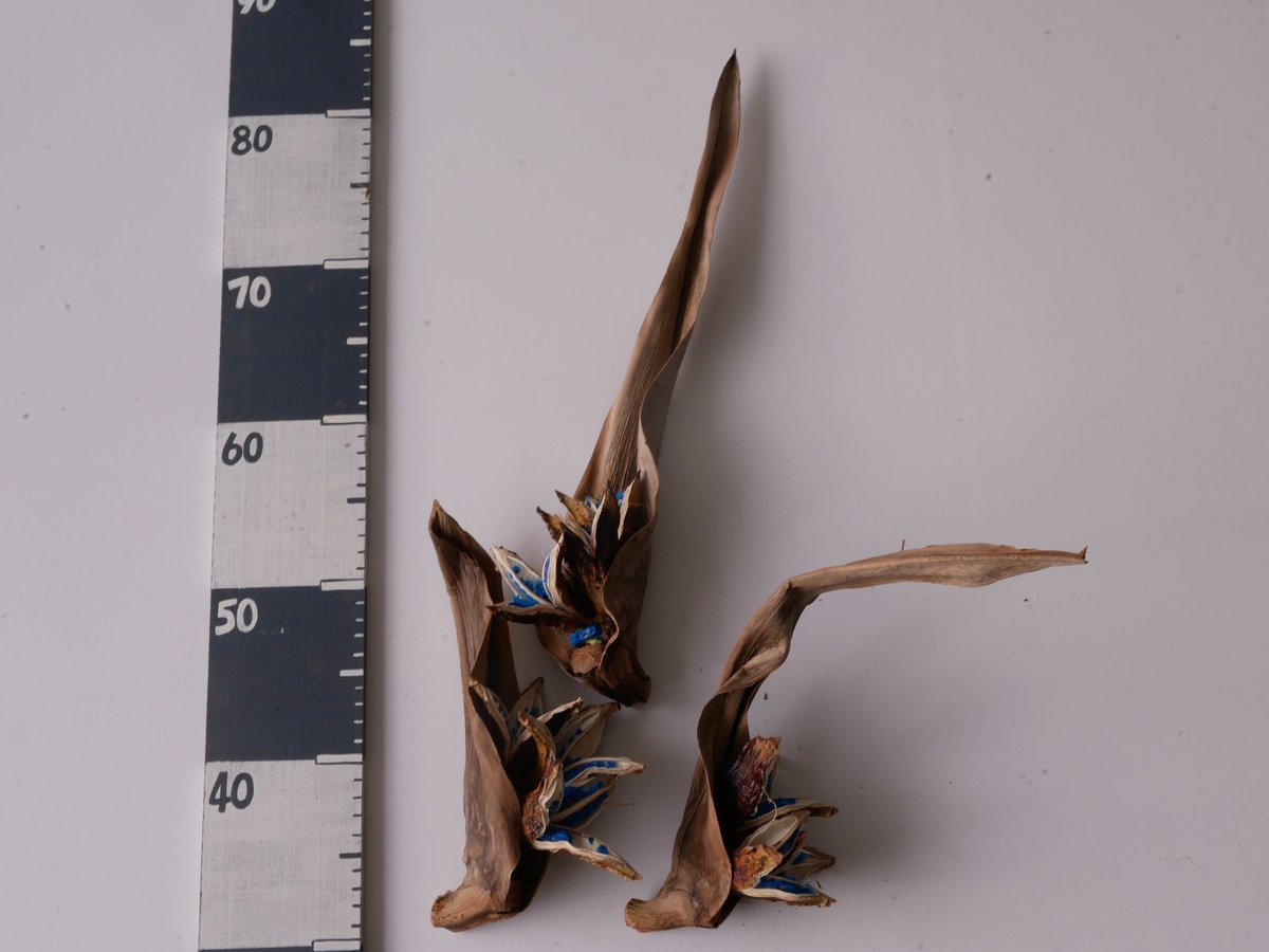 【現品】旅人の木/扇芭蕉　ドライ　特大（1） 現品】旅人の木/扇芭蕉ドライ特大（1）