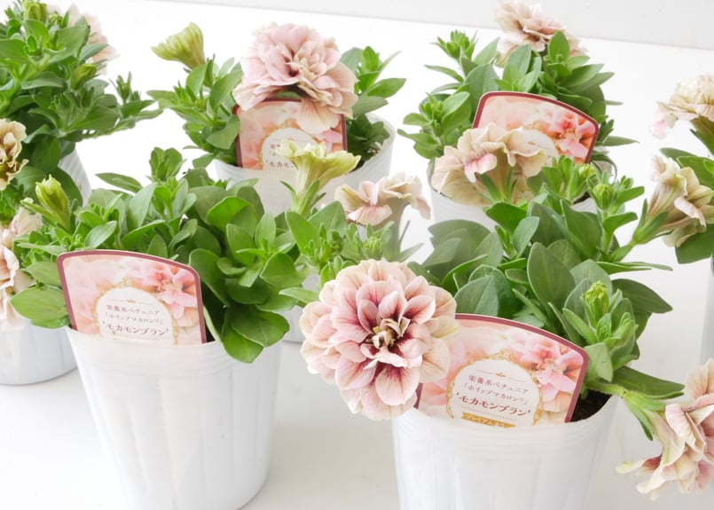 ◆ボリューム満点◆アンティークモカグリーン　ペチュニア　5号鉢 ◇ボリューム満点◇アンティークモカグリーン ペチュニア 5号鉢