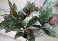 ポリシャス クリスパ 観葉植物 縮れ葉 珍しい レア | インテリア  