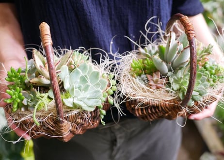 【おまかせコース 4000円】多肉植物　かご寄せ植え　ギフトにも