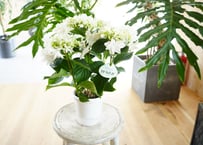 （専用）紫陽花 月うさぎ　5号　人気ホワイトカラー　母の日 贈り物 八重咲