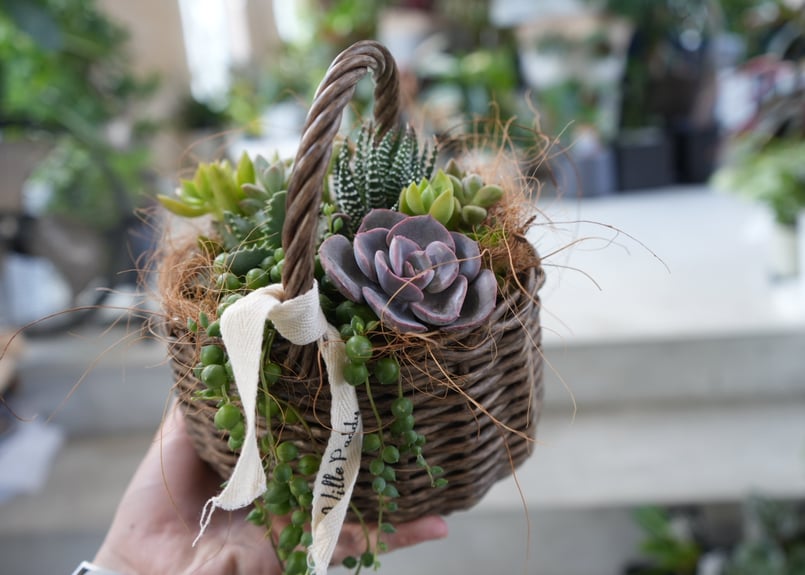 ラッピング込み〗おまかせ 多肉植物 籠S 寄せ植え ギフト 誕生日 退職