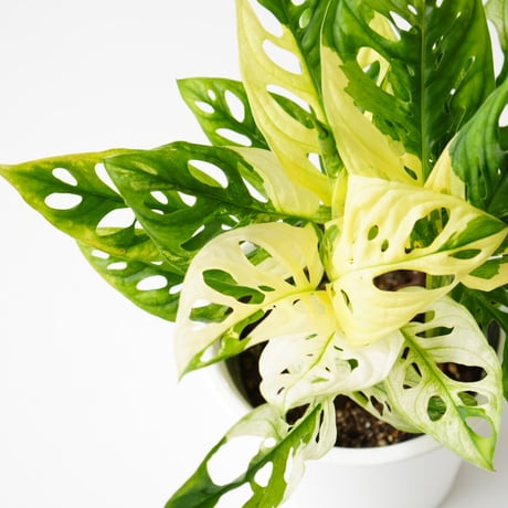 サ*ア様 マドカズラ 斑入り No.35 【Monstera モンステラ】 大株 マドカズラ 斑入り No.35 【Monstera モンステラ】 大株6本程度