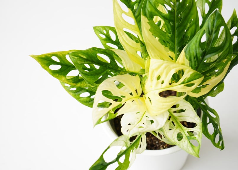 マドカズラ 斑入り No.35 【Monstera モンステラ】 大株6本程度