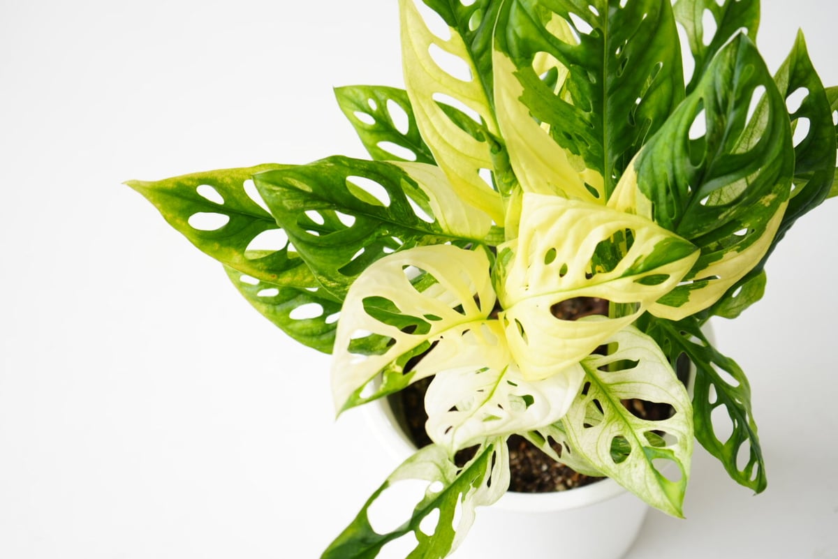 斑入り モンステラ マドカズラ 5号 フルムーン 綺麗な斑入り