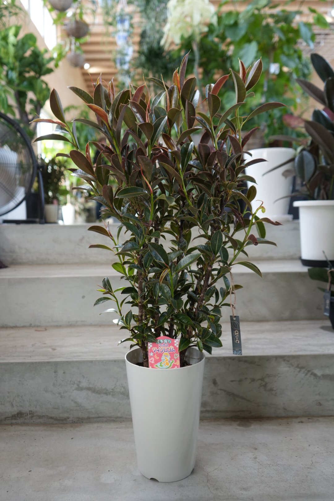 フィカス マイクロゴム 7号 観葉植物 美しい光沢 ゴムの木で育てやすい