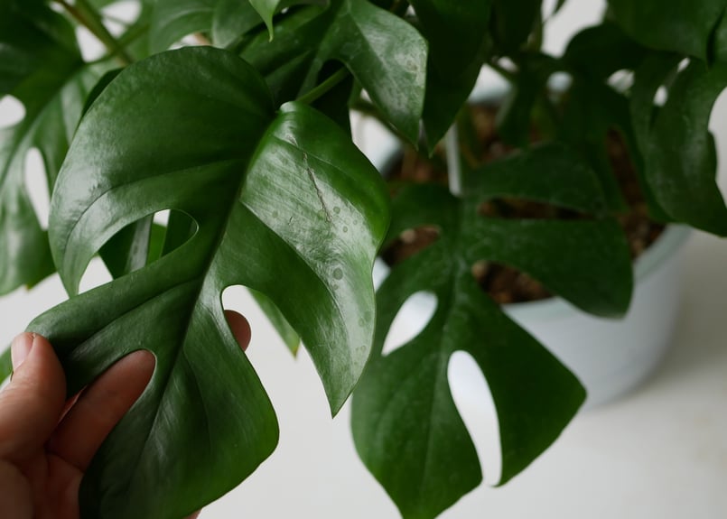 モンステラ アダンソニー ヒメモンステラ 5号 人気の観葉植物 半 モンステラ アダンソニー ヒメモンステラ 5号 人気の観葉植物 半