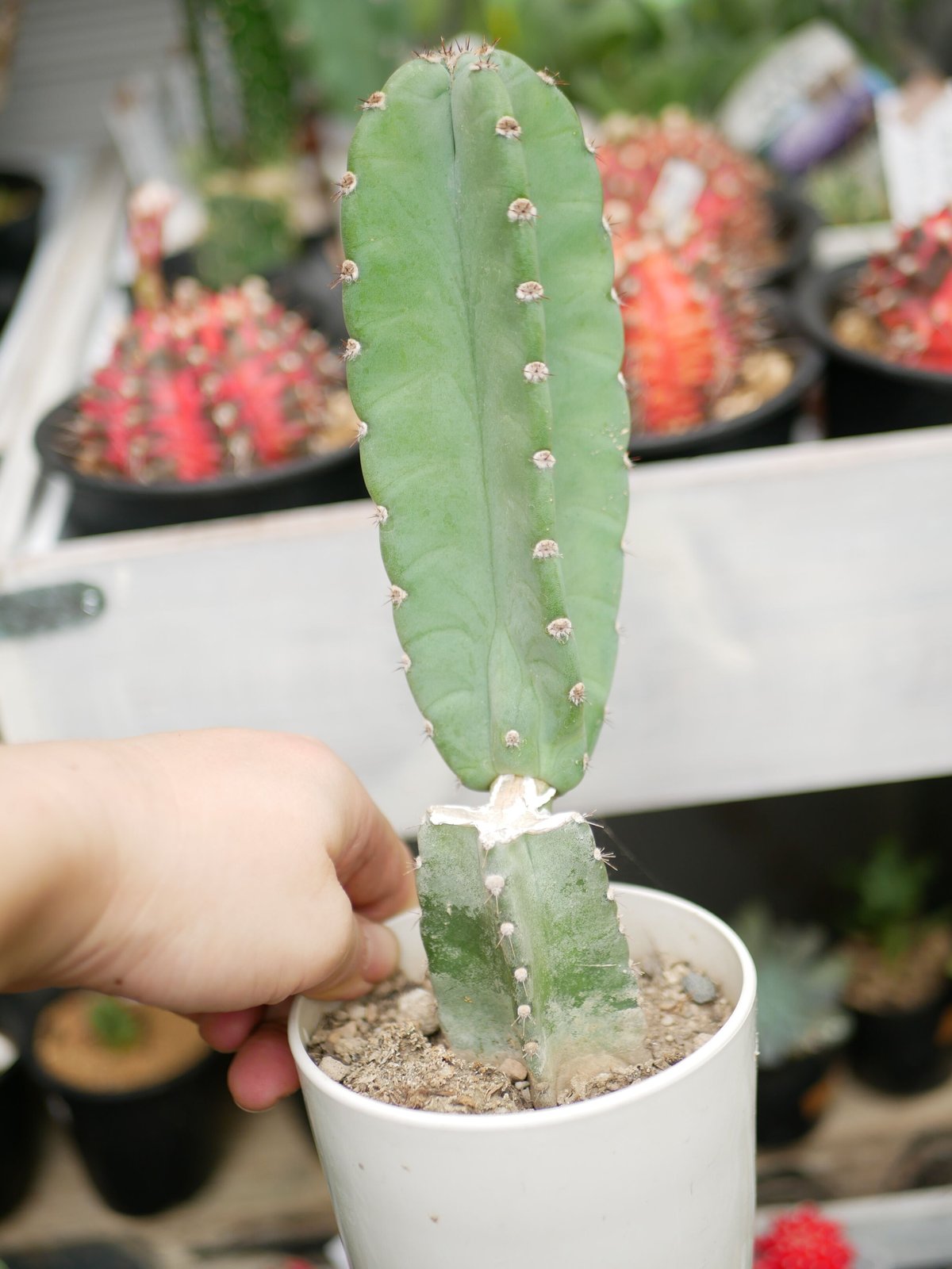 サボテン 柱サボテン 3.5号 多肉植物 ブランチ | インテリア