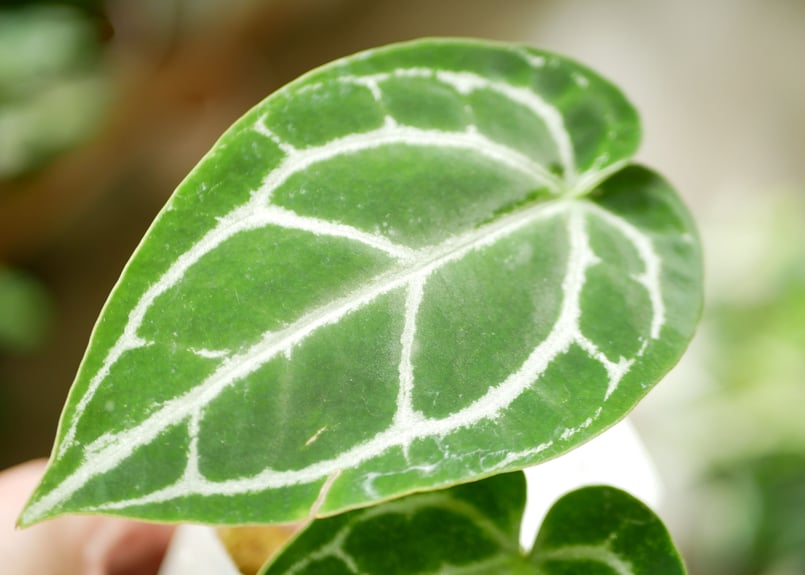 NMP様　特価激レア　アンスリウム　クリスタリナム　ミント　斑入り　バリエガータ 65 アンスリウム クリスタリナム ハイブリッド 斑入り 激レア