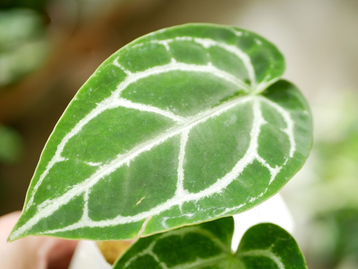 特価）アンスリウム クリスタリナム 2.5号 レア植物 モザイク様で