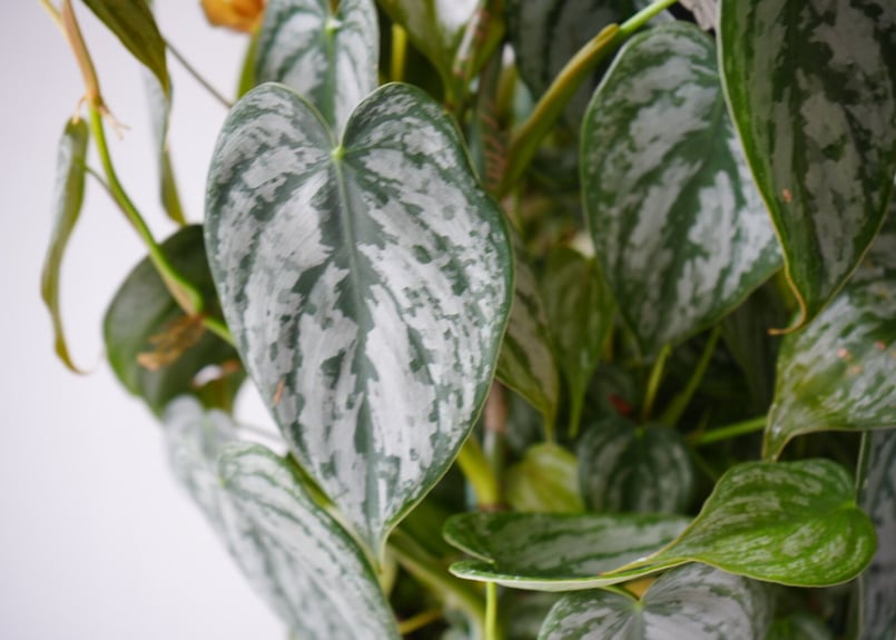 フィロデンドロン オルナツム シロガネカズラ 5号 観葉植物 シルバー葉