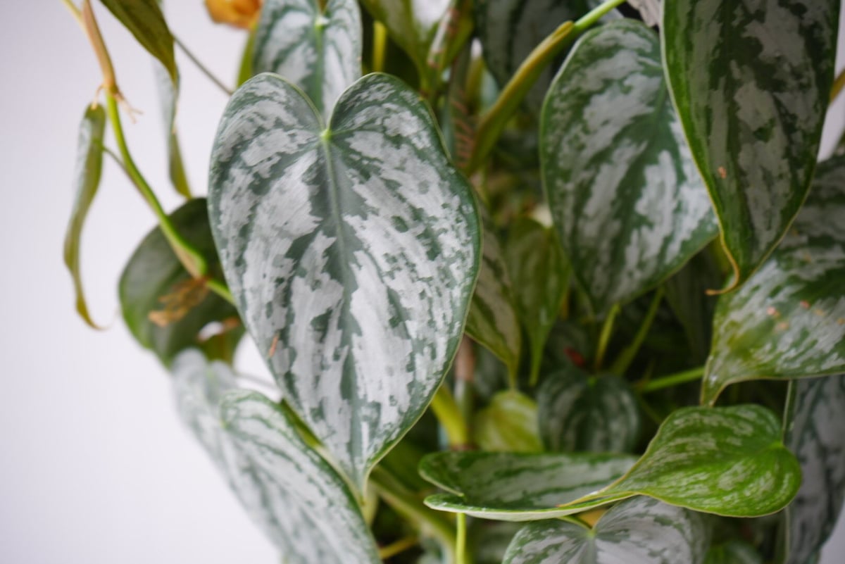 フィロデンドロン オルナツム シロガネカズラ 5号 観葉植物 シルバー葉