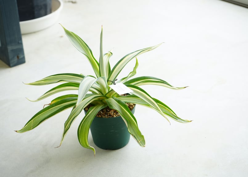 アガベ デスメティアーナ アイボリースター 3.5号 Agave | インテリア