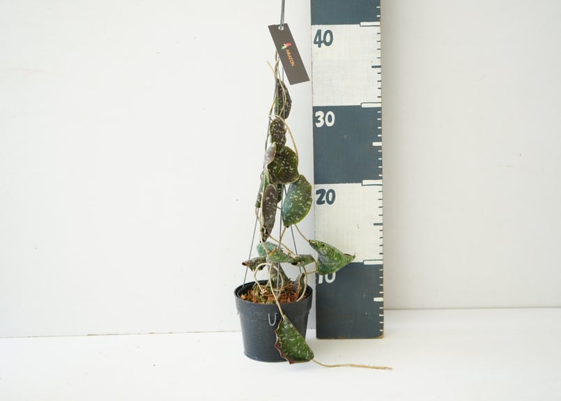 観葉植物ホヤ　インブリカータ ホヤ インブリカータ Hoya imbricata 吊り鉢 着生植物 レア植物