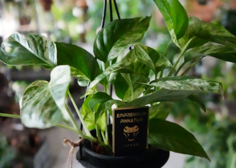 ハブカズラ4号吊り鉢 エピプレムナム・ピナツム 白斑 切れ込み