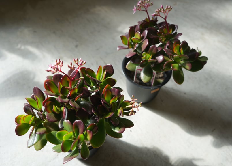 桜花月 金のなる木 ピンクの花いっぱい 多肉植物 縁起物 | インテリア