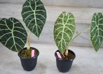 セイデンファデニア ミトラタ ラン 板づけ ワイルド インテリア