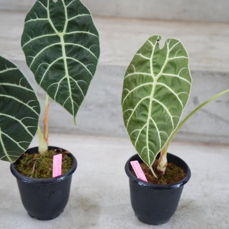 t*o様 アロカシア　シンポ　バリエガータ アロカシア シンポ アルボマルギナータ【889】 | PROTOLEAF