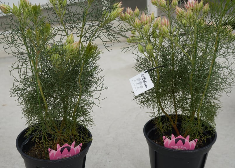 セルリア プリティピンク 7号 ワイルドフラワー 上品なピンクの花