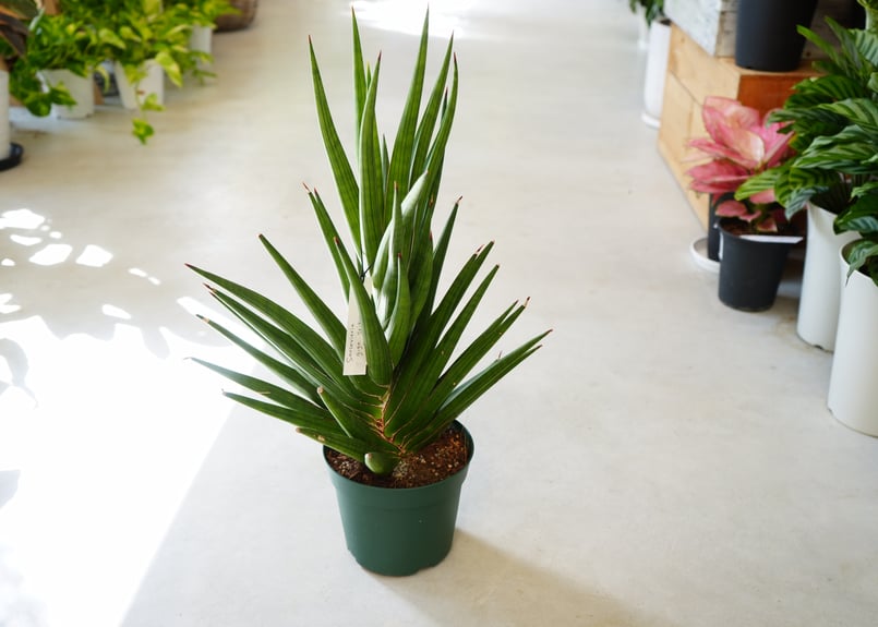 サンセベリアsansevieria giga spiky ギガスペーキー5号 空気清浄効果 