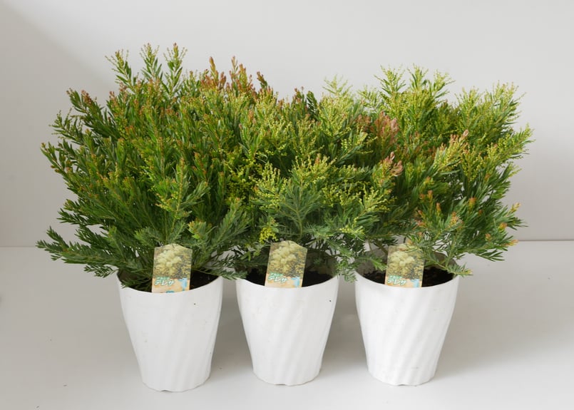 再入荷〗アカシア テレサ 5号 ボリューム鉢 春待ちの花 半耐寒性常緑樹