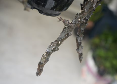 セロペキア ボッセリ 多肉植物  4号 育てやすい 黒龍のように伸びる かっこいい多肉植物