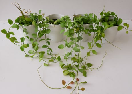 ディスキディア 4号 着生植物 つる性