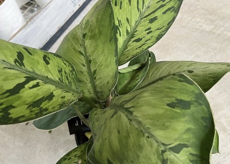 ホマロメナ セルビー 5号 丸みある大きい葉 観葉植物 葉柄が美しい 優しい雰囲気